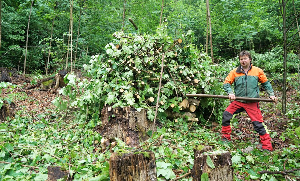 Nidwalden: Betriebsförster Ueli Barmettler, Korporation Stans, bei der Aufwertung von Waldrändern. (Bild: Romano Cuonz, 2018)